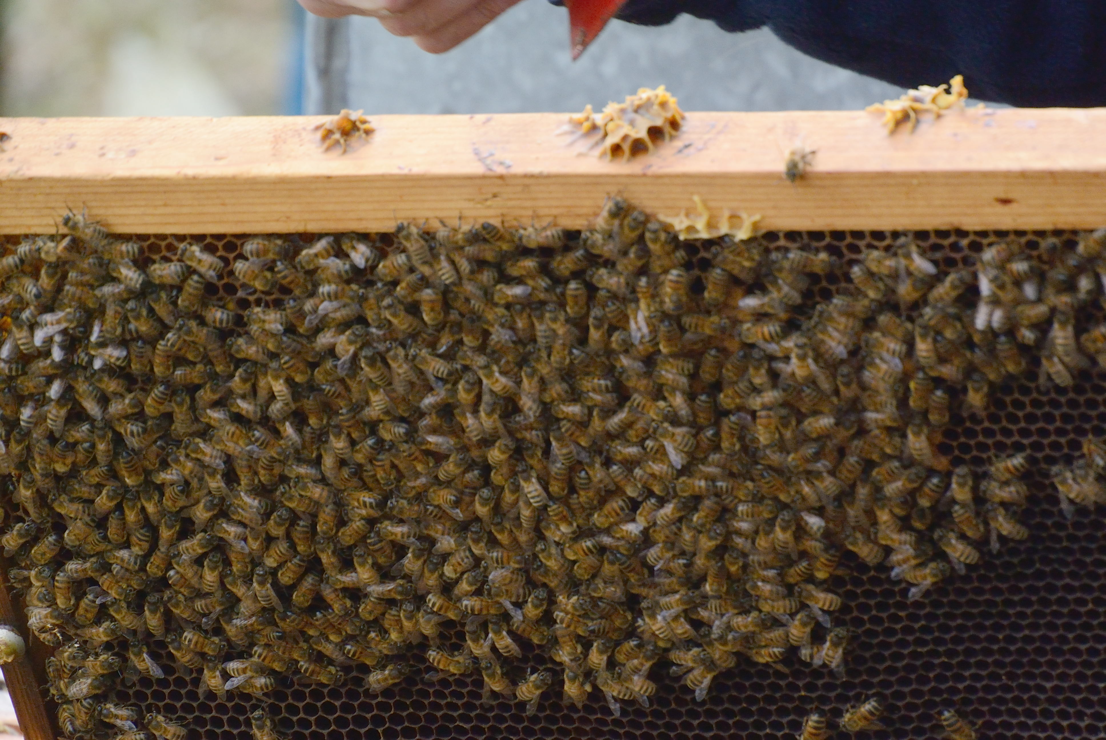 /kraai/foto/2015/2015-03-17 Harssens/DSC_1089_037.jpg